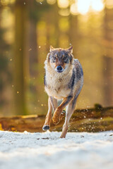 Canvas Print - Eurasian wolf (Canis lupus lupus) running through the snow in the backlight