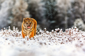 Wall Mural - Siberian tiger (Panthera tigris tigris) through the wild winter tundra