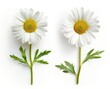 © Bundi - An isolated close-up of daisies on a transparent background is part of a set of two elements for design.