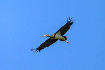 Poster - A Black Stork in flight blue sky