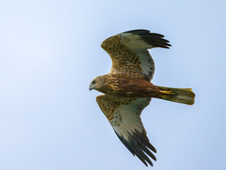 Poster - A Western Marsh Harrier flying on a sunny day