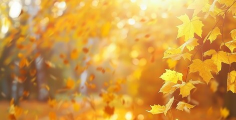 Wall Mural - The background is comprised of soft blurred beautiful bokeh with an orange, gold, and red border of maple leaves on a natural park with a background of sunlight.