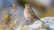 © We3 Animal - beautiful Rosy Pipit Anthus roseatus standing on the rock . Generative Ai