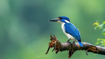 Poster - beautiful blue bird, collared kingfisher todiramphus chloris perching on torn branch . generative ai