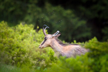 A young chamois buck, rupicapra rupicapra, in the forest on the mountains at a  spring evening. He is in the change of coat.