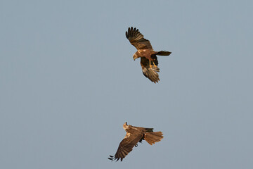 Sticker - Marsh Harriers (Circus aeruginosus) engaged in aerial display over the Somerset Levels in the United Kingdom