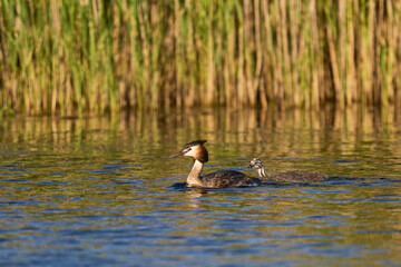 Wall Mural - Great Crested Grebe (Podiceps cristatus) with a chick swimming on a lake at Westhay Moor nature reserve in Somerset, United Kingdom.