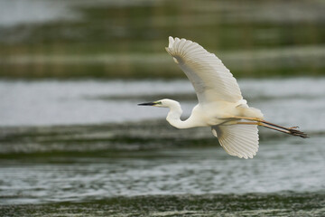 Sticker - Great White Egret (Ardea alba) flying low over water in the marshland of Ham Wall nature reserve in the Somerset Levels, United Kingdom.