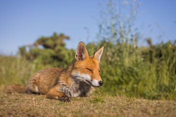 Red fox in open landscape taken with a wide-angle lens