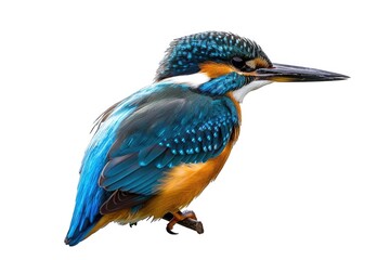 A vibrant blue and orange bird sitting on a branch, surrounded by greenery