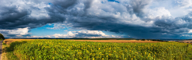 View of a sunflower field from a slightly elevated position with dark storm clouds