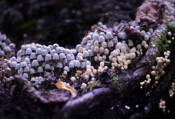 Wall Mural - Beautiful gray fairy inkcap mushrooms growing on the old tree trunk in autumn forest. Natural woodland scenery with a lot of agaric fungi in Latvia, Northern Europe.