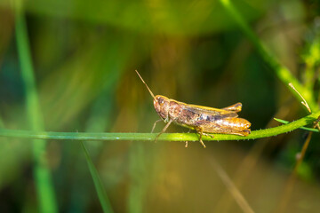 Wall Mural - Closeup on an adult brown colored European rufous grasshopper male, Gomphocerippus rufus