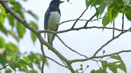 Wall Mural - blue and white flycatcher in a forest