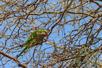 Poster - Green parrot on the tree