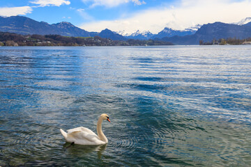 Sticker - White swan swimming on Lake Lucerne in Lucerne, Switzerland