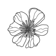 Wall Mural - Poppie flower continuous line drawing. Black and white art, Vector illustration