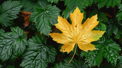 Canvas Print - Early autumn beauty yellow maple leaf contrasting with green foliage