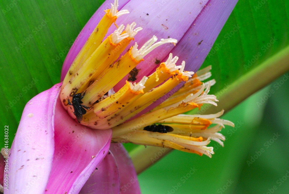 Fresh Feeders (variedad De Insectos) Todo Natural High Protein Insectos Treat Bolsas De Una Sola Porción Pollos, Aves Silvestres, Erizos, | Compra Online En Yaxa