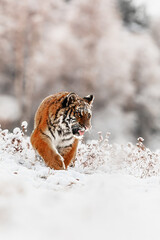 Wall Mural - Siberian tiger (Panthera tigris tigris) walking through a winter landscape full of snow