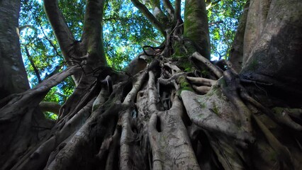 One of the oldest Banyon tree in Bamboo Forest Maui - Hawaii.