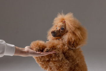 A person is giving a poodle a high five with their hand