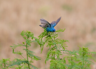 Wall Mural - indigo bunting on green stem with blurred background