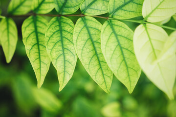 Closeup nature view of green leaf on sunlight using as background and fresh ecology wallpaper concept