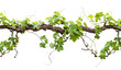 © Miquel - A vine is growing on a branch and is covered in green leaves