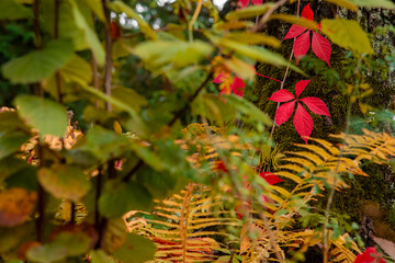 garden floral foliage autumn vivid colors green yellow and red in natural environment space