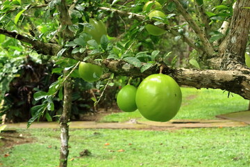 crescentia cujete fruit, also called calabash tree or mojo, bali, indonesia