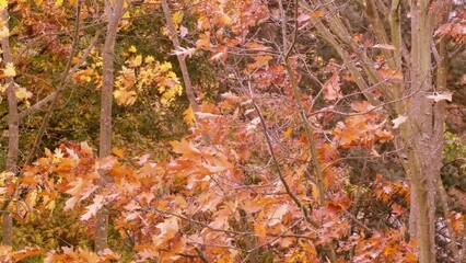 Wall Mural - autumn landscape, yellow, orange leaves of the swamp oak sway in wind, fall from branches and fall down, nature preparing for winter sleep, magic autumn, emotional well-being and calming influence