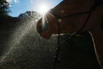 Horse getting bath with head in water splash at sunset during summer on farm.
