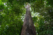 © Imago Photo - A giant Castanheira tree, Bertholletia excelsa, in the majestic Amazon rainforest on a sunny summer day. Concept of conservation, environment, ecology, nature, climate, biodiversity. Amazonas, Brazil.