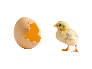 a baby chick next to an egg