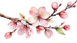 © Tri - watercolor illustration of a beautiful cherry blossom