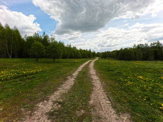 A road across a field through a beautiful green summer meadow with coltsfoot flowers and trees. Freshness, coolness, shade under the blue sky