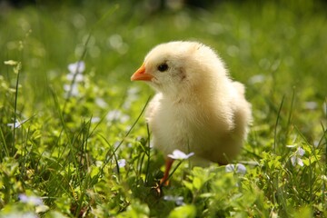 Poster - Cute chick on green grass outdoors, closeup. Baby animal