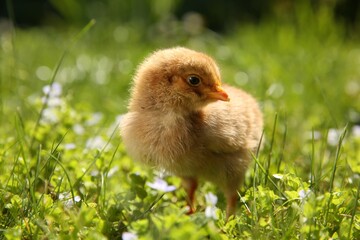 Poster - Cute chick on green grass outdoors, closeup. Baby animal