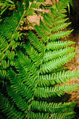 Wall Mural - fern leaves close up. Unique angles. Dark background, bright greenish shades