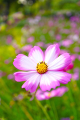 Wall Mural - closeup of a stunning bicolor mexican aster or garden cosmos