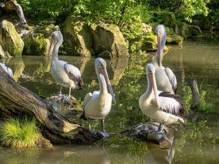 Wall Mural - A group of Australian Pelicans, Pelecanus conspicillatus, sits on the water and looks for food