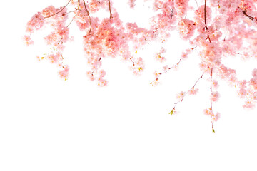 Wall Mural - Cherry Blossom Banner