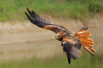 Poster - Red Kite (Milvus milvus) flying in Gelderland in the Netherlands 