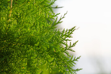 Wall Mural - Green thuja branches, evergreen trees on white background