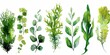 © inspiretta - a bunch of green plants that are on a white background