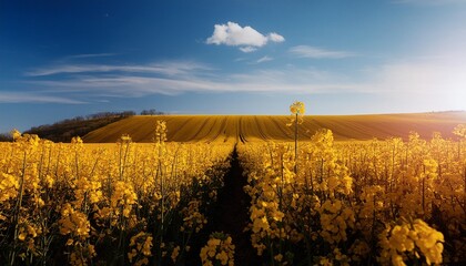 Wall Mural - yellow rapeseed field against blue sky background blooming canola flowers