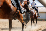 Horse riding school. Little children girls at group training equestrian lessons at outdoors ranch horse riding yard. Cute little beginner kid, closeup feet leg chestnut brown horse