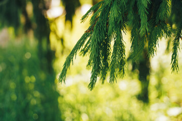 Wall Mural - A close-up of a young fir tree branch in the summer.