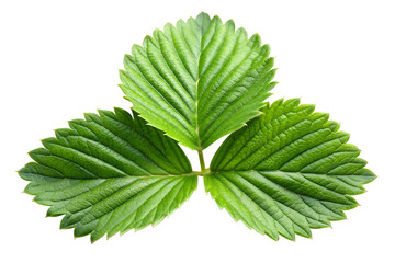 Wall Mural - Strawberry leaf on a transparent background, Strawberry leaf png.